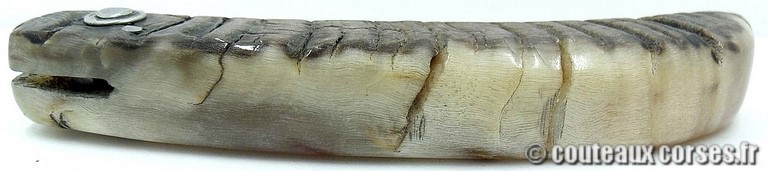 curnicciolu-damas-et-corne-de-belier-ks-05-padovani-av1-3