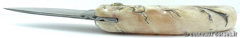 curnicciolu-damas-et-corne-de-belier-_HGFDP741-padovani--14