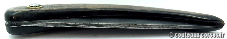 curnicciolu-damas-et-corne-de-bouc-TLFIU953-padovani-13