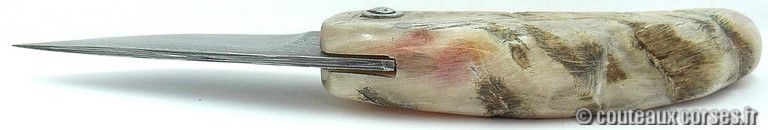 curnicciolu-damas-et-corne-de-belier-KYTR159-padovani-14