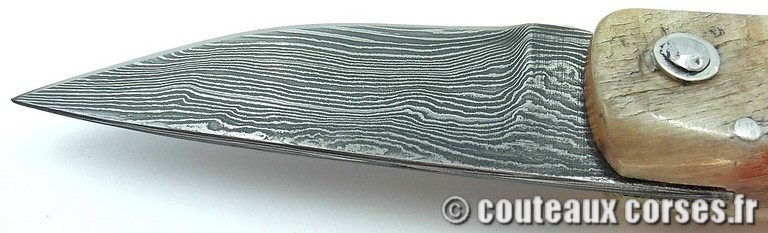 curnicciolu-damas-et-corne-de-belier-KYTR159-padovani-189