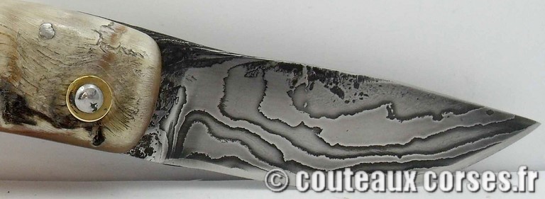 curnicciolu-damas-et-corne-de-belier-M-Padovani-1-5-7