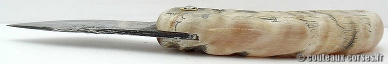 curnicciolu-damas-et-corne-de-belier-M-Padovani-1-5-8-8