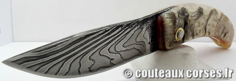 curnicciolu-damas-et-corne-de-belier-M-Padovani-1-5-3