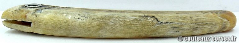 curnicciolu-damas-et-corne-de-belier-padovani-YH58-94