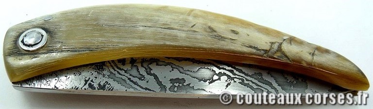 curnicciolu-damas-et-corne-de-belier-74DFG-padovani-3