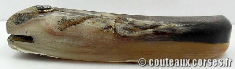 curnicciolu-damas-et-corne-de-belier-m3-padovani-11-3