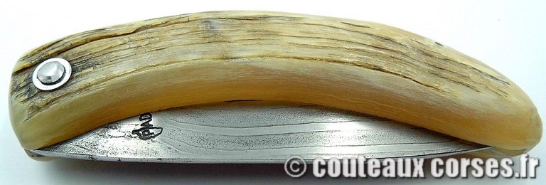 Curnicciolu corne de belier et damas M Padovani curnicciolu-damas-et-corne-de-belier-padovani-a1