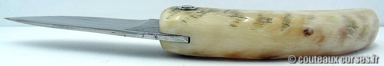 curnicciolu-damas-et-corne-de-belier-M-Padovani-1-5-4