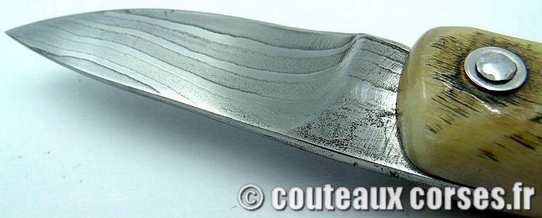 curnicciolu-damas-et-corne-de-belier-M-Padovani-89