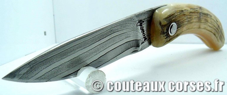 curnicciolu-damas-et-corne-de-belier-M-Padovani-1-5-3