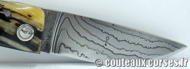 curnicciolu-damas-et-corne-de-belier-M-Padovani-1-5-8