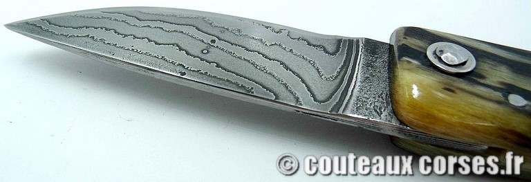 curnicciolu-damas-et-corne-de-belier-M-Padovani-89