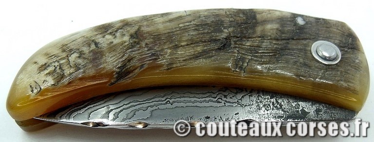 curnicciolu-damas-et-corne-de-belier5FH-padovani-2