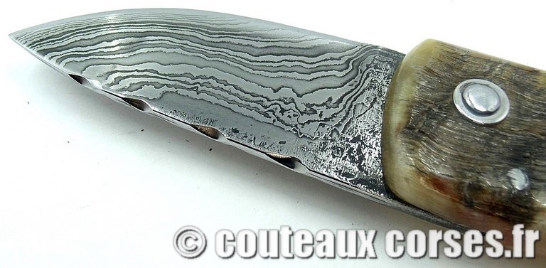 curnicciolu-damas-et-corne-de-belier5FH-padovani-89
