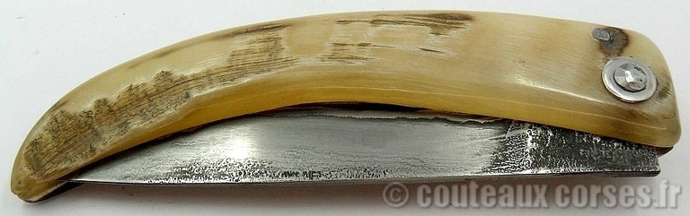curnicciolu-damas-et-corne-de-belier-M-Padovani-1-5-2