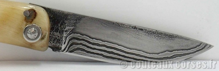 curnicciolu-damas-et-corne-de-belier-M-Padovani-1-5-7