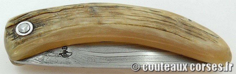 curnicciolu-damas-et-corne-de-belier-D1002-padovani-3