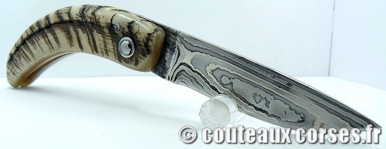curnicciolu-damas-et-corne-de-belier-M-Padovani-115T-1078