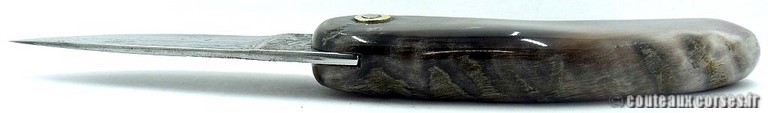 curnicciolu-damas-et-corne-de-belier-padovani-9854-4