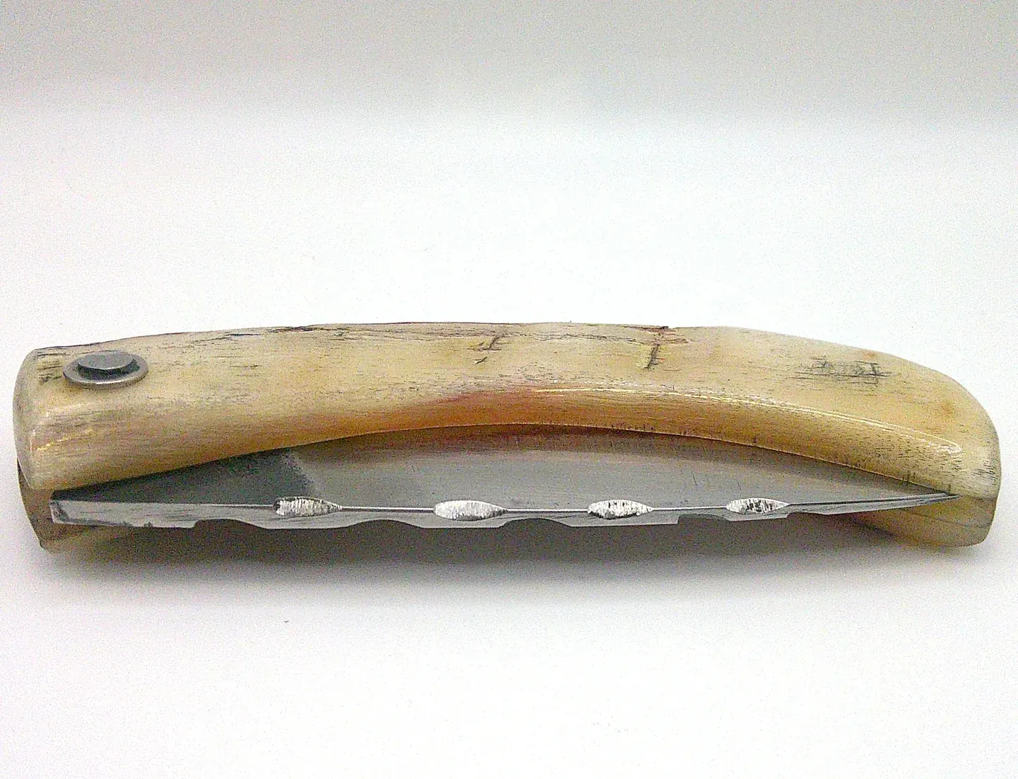 Véritable couteau corse Curnichjiolu Manu Padovani fermé, manche en corne de bélier claire et lame repliée partiellement visible.